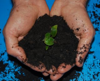 holding soil in hands