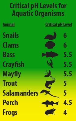 water pollution effects on animals and plants