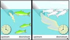 Figure 3-9a shows the dead fish occurred only after time passes and the impairment spreads.