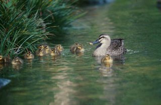 Stock photo of ducklings swimming on a lake