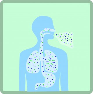 This image shows the silhouette of a person with arrows pointing at the primary way someone can be exposed to radon gas: inhalation, through the airway