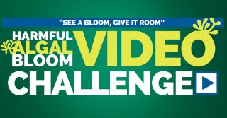 See A Bloom, Give It Room: Harmful Algal Bloom Video Challenge