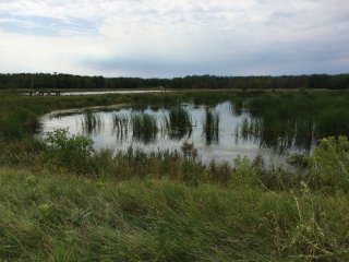 Picture of Wetlands