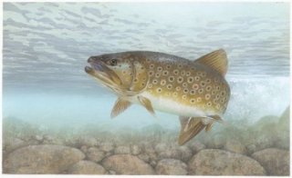 A trout