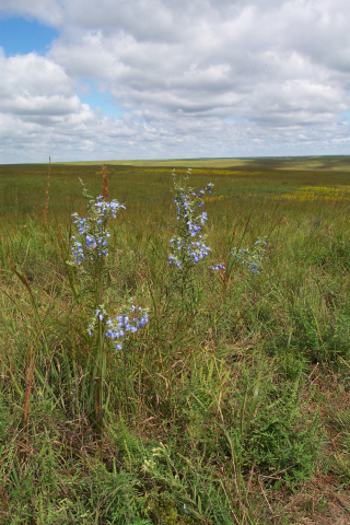 image of Plant species KS burns story