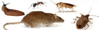 Get Rid of Pests Safely