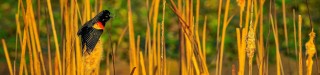 Photo of a Redwing Blackbird on reeds in McKey Beshers Wildlife Management. EPA stock photo.