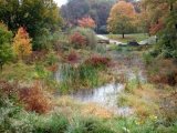 Constructed wetland in a city park