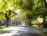 Tree lined street in a residential area