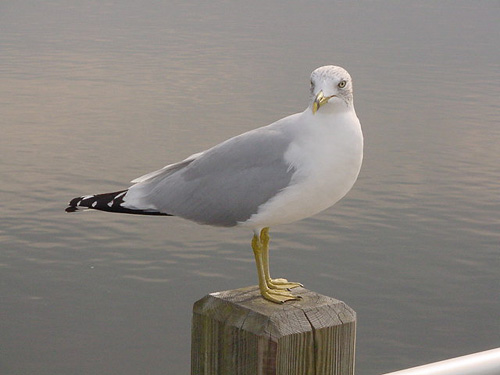 seagulls seagulls