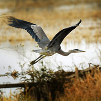 Blue Heron Blue Heron taking off from marsh