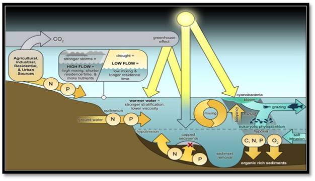 Photo of Controlling harmful cyanobacterial blooms in a world experiencing anthropogenic and climatic-induced change