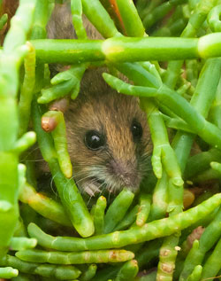 Salt Marsh Harvest Mouse in the San Pablo Baylands Salt Marsh Harvest Mouse in the San Pablo Baylands