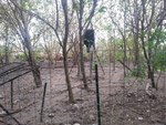 Wild Hog Trap