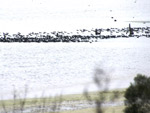 A raft of Coots
