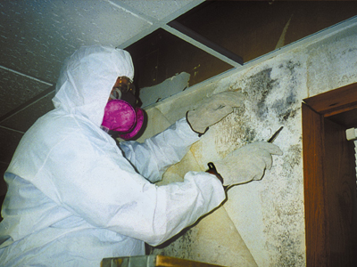 7 Mold Abatement Techniques Used by the Professionals