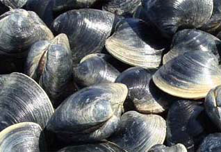 A pile of clams