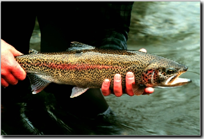 A fish being held in two hands