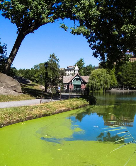 Harlem Meer during an algae bloom