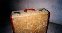 Mold growing on a suitcase in a humid basement