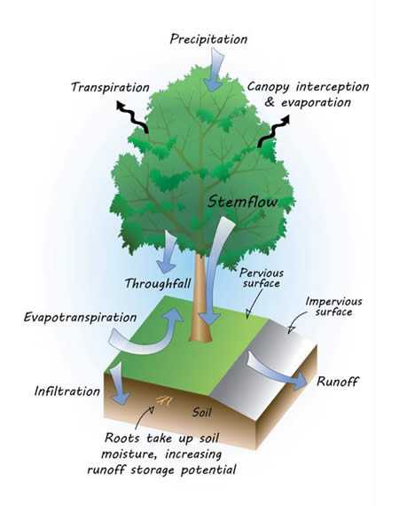 Soak Up the Rain: Trees Help Reduce Runoff Soak Up the
