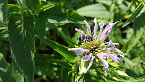 a bee on a flower