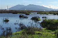 Pacheco Marsh, California Pacheco Marsh, California
