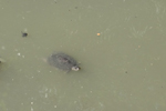 Turtle in Sewage