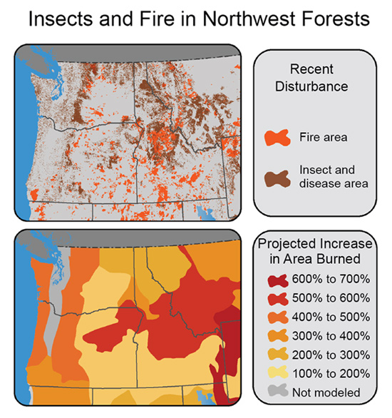 northwest-insect-fire-large.jpg