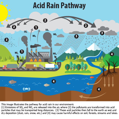 Acid Rain Pictures 100