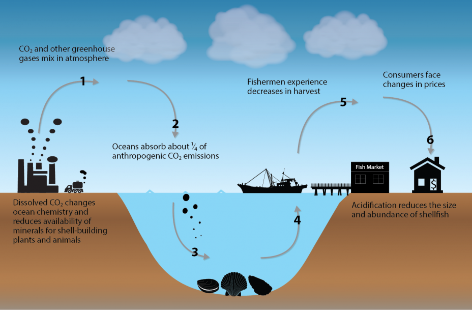 effects-of-ocean-and-coastal-acidification-on-ecosystems-ocean-and