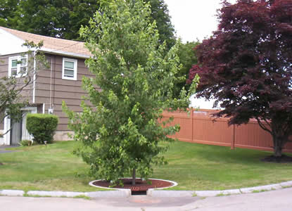 Using a tree system to help manage runoff (Photo Credit - NHDES)