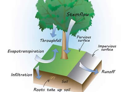 The role of trees in stormwater management (Source - Stormwater to Street Trees, EPA)