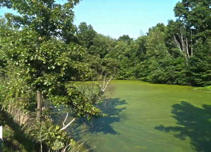 Nutrients in polluted runoff promote algae and weed infestations.