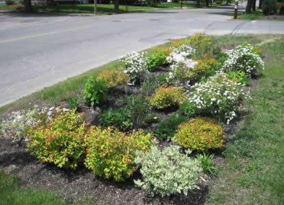 A rain garden in Leominster, Massachusetts (Photo credit - Ed Himlan)