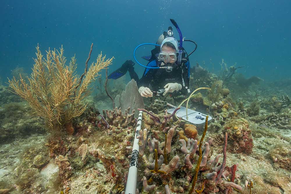 Diving Case Study Coral Reef Survey in the U.S. Virgin Islands