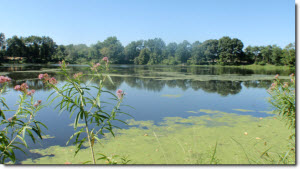 View of an algae covered lake from the shoreline View of an algae covered lake from the shoreline
