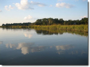 Tall grasses and large trees surrounding a still lake