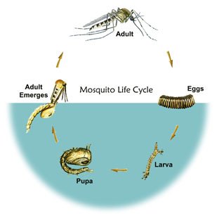 how to break malaria life cycle