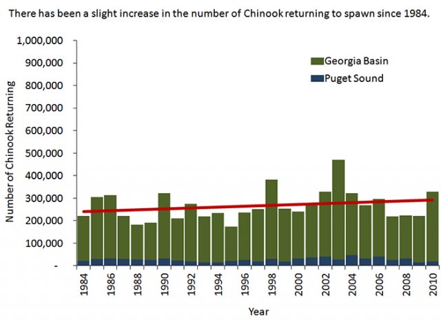 Chinook Salmon | Health of the Salish Sea Ecosystem Report | US EPA