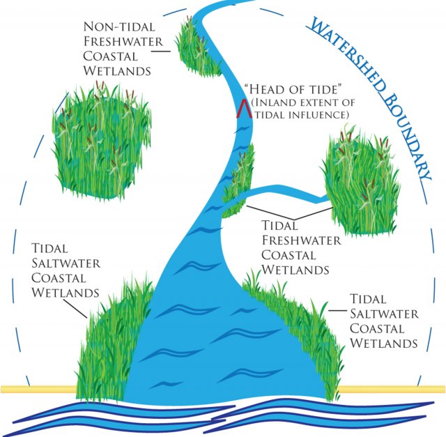 A diagram of a watershed showing three kinds of coastal wetlands: tidal saltwater, tidal freshwater, and non-tidal freshwater.