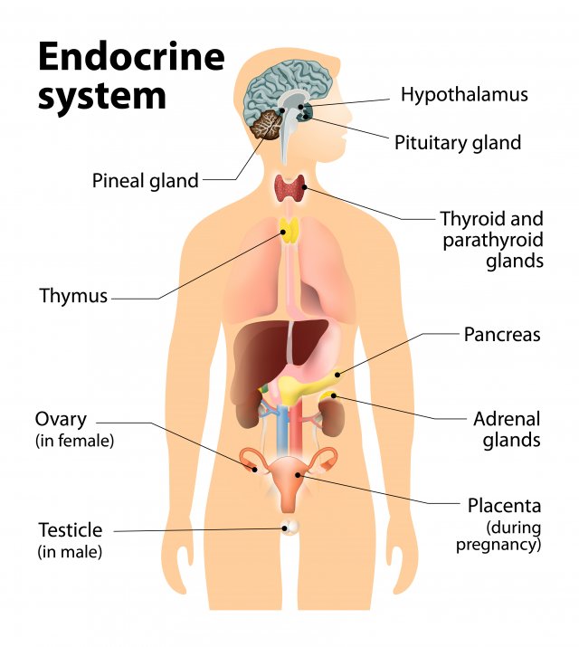 How does the endocrine system affect behavior?