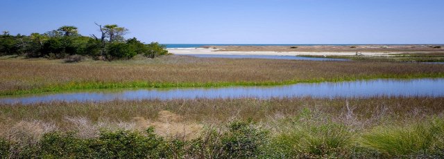 coastal wetland