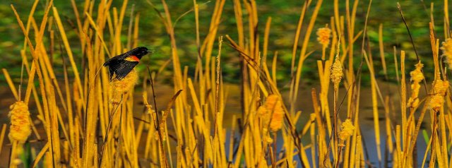 salt marsh bird