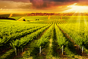 Sunset over an agricultural field