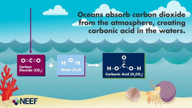 Simple conceptual diagram showing carbon dioxide molecules from the air reacting with water molecules to form carbonic acid