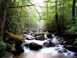 A stream running through a forest