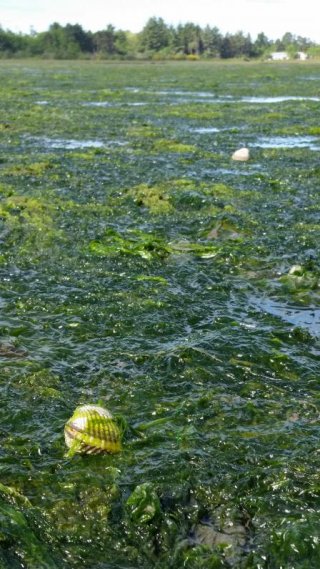 Summertime low tides expose cockles that have emerged from the sediment to the top of a thick macroalgae mat in Yaquina Bay, OR.