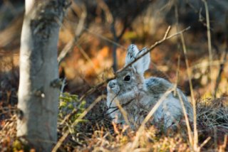 A rabbit sits in a forest