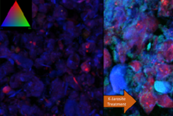 An elemental map collected using X-ray absorption spectroscopy (XAS) that shows soil pre-treatment (left) and post-treatment (right) using a novel potassium jarosite method. The image shows differences in elemental interactions, particularly showcasing the integration of lead into Iron-Sulphur structures.